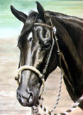 Western, Equine Art - Chocolate Rosebud